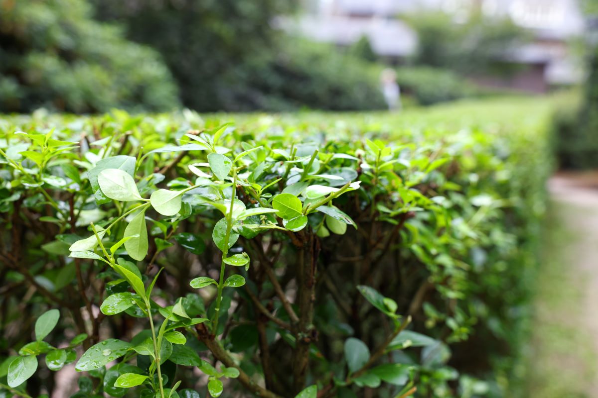 Hecke schneiden: Schonzeit & legale Zeitpunkte