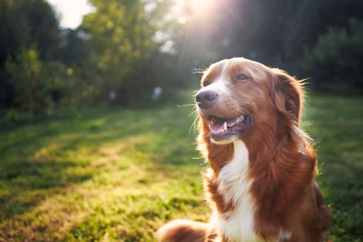 Hund vermisst Rhein-Neckar-Kreis — Erste Schritte zur Suche