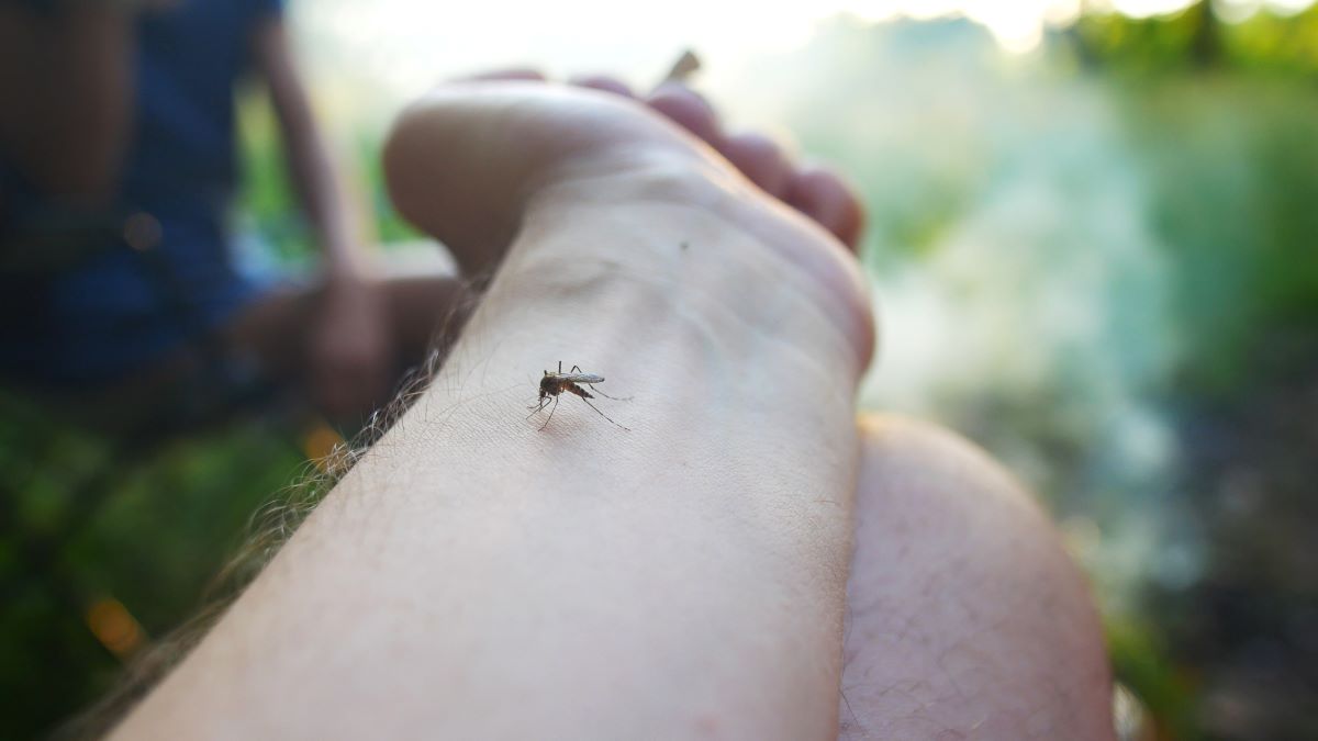 Insektenstiche im Rhein-Neckar-Kreis: Erste Hilfe und Vorsic
