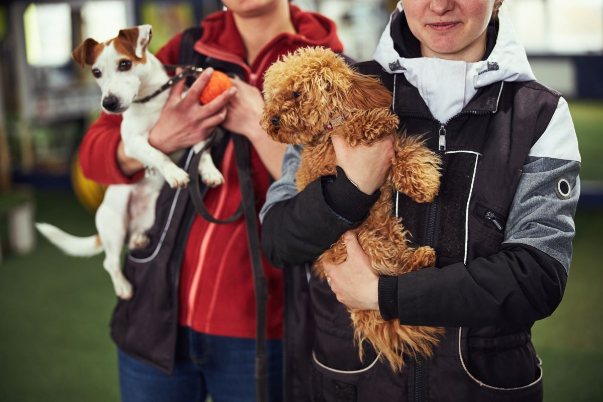 Tier adoptieren im Rhein-Neckar-Kreis statt kaufen